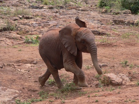 Visit the Elephant Sheldricks